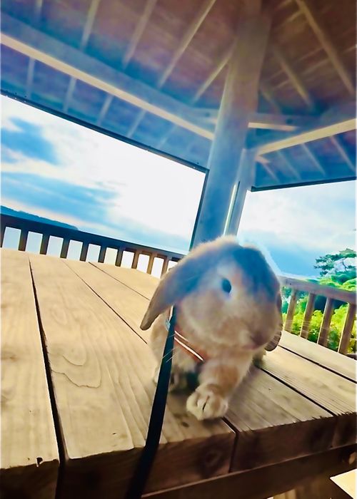 天気予報とのにらめっこに大勝利した?初の大分県おじうさキャン△ in 長崎鼻リゾートキャンプ場 〜 CAMP NO.152 長崎鼻リゾートキャンプ場 ソロキャンプ ファミリーキャンプ 区画サイト おじキャン△さんのキャンプブログ CAMPiii(キャンピー) -キャンプ専用SNS キャンプのすべてがここに集まる-