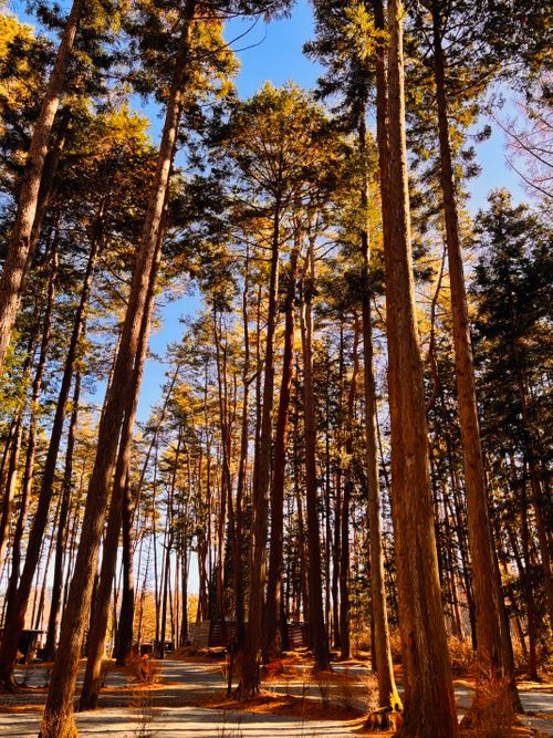 №69 オートキャンプFUJICHU ソロキャンプ 区画サイト 1711_Campさんのキャンプブログ CAMPiii（キャンピー） -キャンプ専用SNS キャンプのすべてがここに集まる-