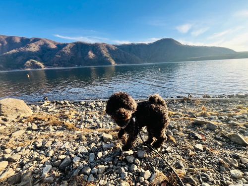 年越キャンプ 西湖 自由キャンプ場 グループキャンプ 区画サイト ken-Tさんのキャンプブログ CAMPiii（キャンピー） -キャンプ専用SNS キャンプのすべてがここに集まる-