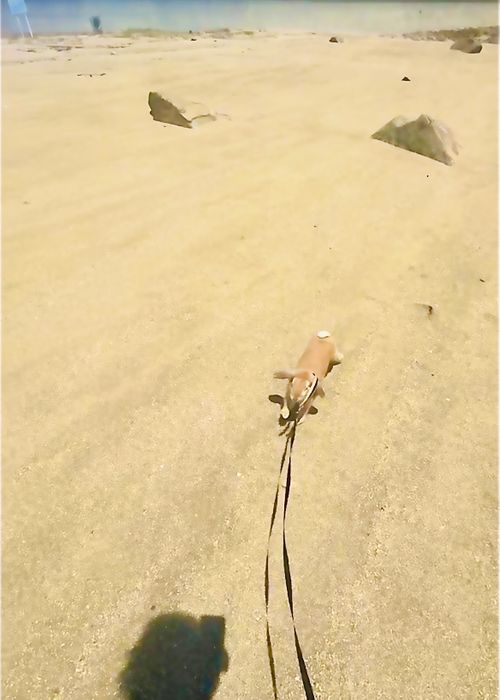 悪天候と身勝手キャンパーにストレス倍増おじおばうさキャン△ in 美濃ヶ浜海浜広場 〜 CAMP NO.186 美濃ケ浜海浜広場 ソロキャンプ ファミリーキャンプ グループキャンプ フリーサイト おじキャン△さんのキャンプブログ CAMPiii（キャンピー） -キャンプ専用SNS キャンプのすべてがここに集まる-