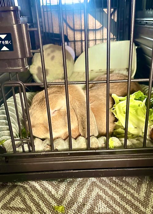 リベンジしなきゃ&hellip;やめられない、止まらない💦悪天候キャンパー天候(転向？)おじうさキャン△ in ゆうゆう広場 〜 CAMP NO.188 ゆうゆう広場 ソロキャンプ ファミリーキャンプ 区画サイト フリーサイト おじキャン△さんのキャンプブログ CAMPiii（キャンピー） -キャンプ専用SNS キャンプのすべてがここに集まる-