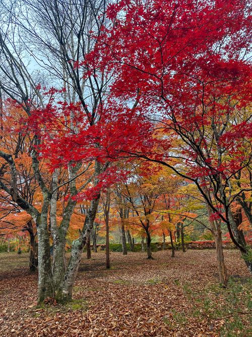 コレぞTHE紅葉キャンプ🍁酒より景色を楽しむキャンプ🏕️ ちばむらオートキャンパーズリゾート（旧高原千葉村） skitさんのキャンプブログ CAMPiii（キャンピー） -キャンプ専用SNS キャンプのすべてがここに集まる-