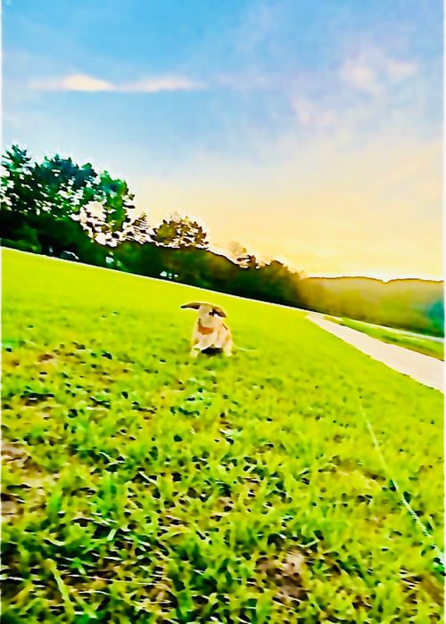 初めてのキャンプ場?でおじうさ+○○キャン△ in 阿川ほうせんぐり海浜公園 〜 CAMP NO.149 阿川ほうせんぐり海浜公園 ソロキャンプ ファミリーキャンプ フリーサイト おじキャン△さんのキャンプブログ CAMPiii(キャンピー) -キャンプ専用SNS キャンプのすべてがここに集まる-