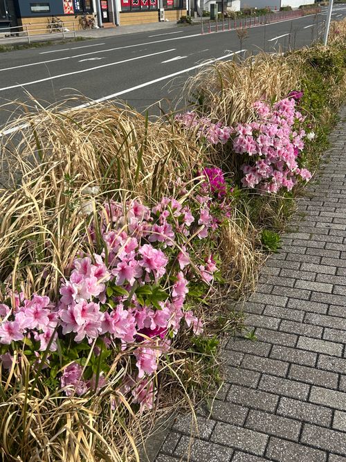 連休取れずに朝からデイキャン うみかぜ公園 ソロキャンプ フリーサイト Genさんのキャンプブログ CAMPiii（キャンピー） -キャンプ専用SNS キャンプのすべてがここに集まる-