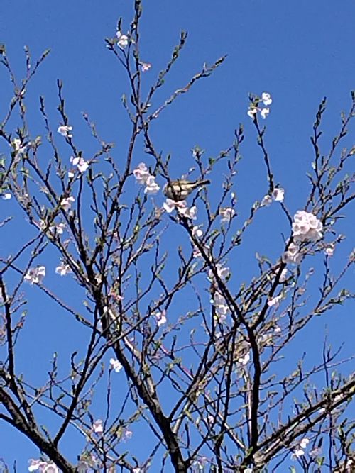 暴風キャンプ 和島オートキャンプ場 ファミリーキャンプ 区画サイト オートサイト セツさんのキャンプブログ CAMPiii（キャンピー） -キャンプ専用SNS キャンプのすべてがここに集まる-