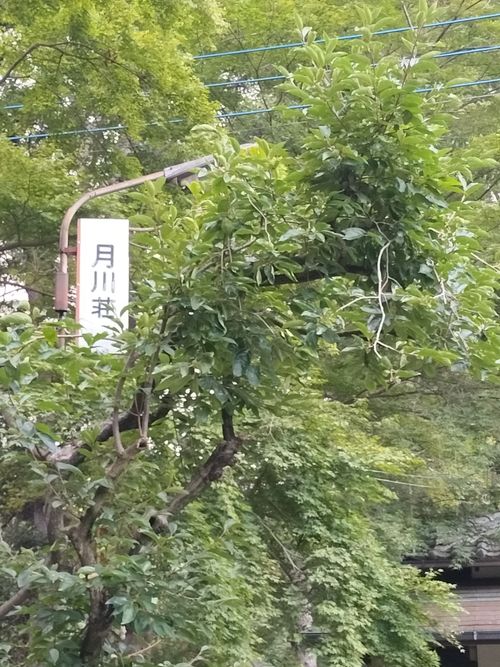 CAMPiii（キャンピー） ぼっちオヤジさんのキャンプブログ 涼しくて寒い！？ 月川荘キャンプ場 林間サイト