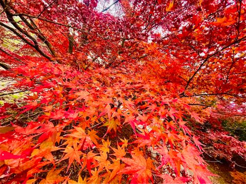 秋のエヴァ祭り？おじおばうさキャン△ in 江汐公園キャンプ場 〜 CAMP NO.166 江汐公園 ファミリーキャンプ グループキャンプ 区画サイト おじキャン△さんのキャンプブログ CAMPiii（キャンピー） -キャンプ専用SNS キャンプのすべてがここに集まる-