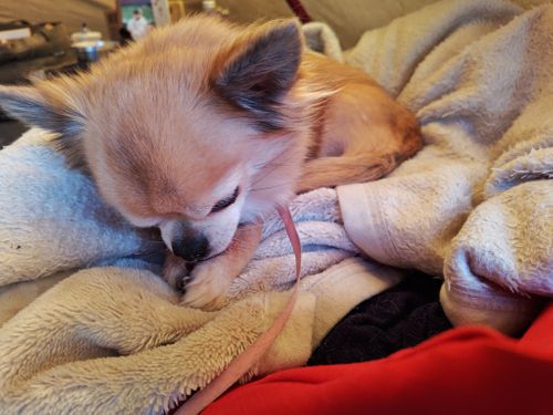 第1回パンダ会（正式） 白川郷ひらせ温泉キャンプサイト グループキャンプ フリーサイト オートサイト けい＠福島県さんのキャンプブログ CAMPiii（キャンピー） -キャンプ専用SNS キャンプのすべてがここに集まる-