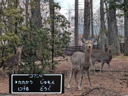 静寂な森のなかで(前篇) 小田急山中湖フォレストコテージ ファミリーキャンプ 好々爺🇯🇵さんのキャンプブログ CAMPiii（キャンピー） -キャンプ専用SNS キャンプのすべてがここに集まる-