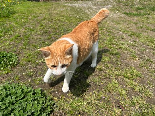 春うらら。千葉にゃんこ王国(^^) 花はなの里 グループキャンプ 区画サイト KOBApapaさんのキャンプブログ CAMPiii（キャンピー） -キャンプ専用SNS キャンプのすべてがここに集まる-