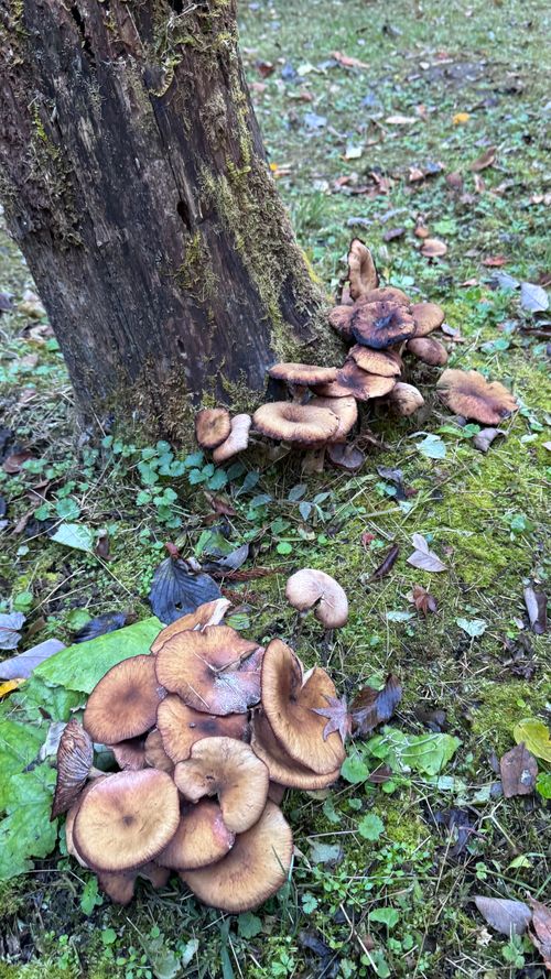 1122による紅葉キャンプ🍁 遊水峡 ファミリーキャンプ 区画サイト オートサイト はるかさんのキャンプブログ CAMPiii（キャンピー） -キャンプ専用SNS キャンプのすべてがここに集まる-