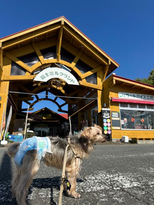 ふもとっぱらキャンプ場 ふもとっぱらキャンプ場 ファミリーキャンプ フリーサイト あやぴさんのキャンプブログ CAMPiii(キャンピー) -キャンプ専用SNS キャンプのすべてがここに集まる-