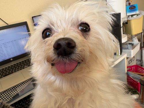 第88話　ワカサギからのチェアリング？？？ 神川ゆ～ゆ～ランド自由広場 グループキャンプ フリーサイト ちろ犬さんのキャンプブログ CAMPiii（キャンピー） -キャンプ専用SNS キャンプのすべてがここに集まる-