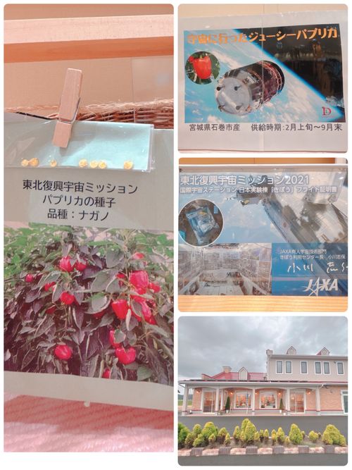 神割崎へようこそ〜【祝】*:・゚\('∇'*) 神割崎キャンプ場 Oniyomeさんのキャンプブログ CAMPiii(キャンピー) -キャンプ専用SNS キャンプのすべてがここに集まる-