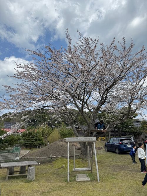 桜満開 can feel camp Camping Spot Hamano ソロキャンプ フリーサイト atelierさんのキャンプブログ CAMPiii（キャンピー） -キャンプ専用SNS キャンプのすべてがここに集まる-