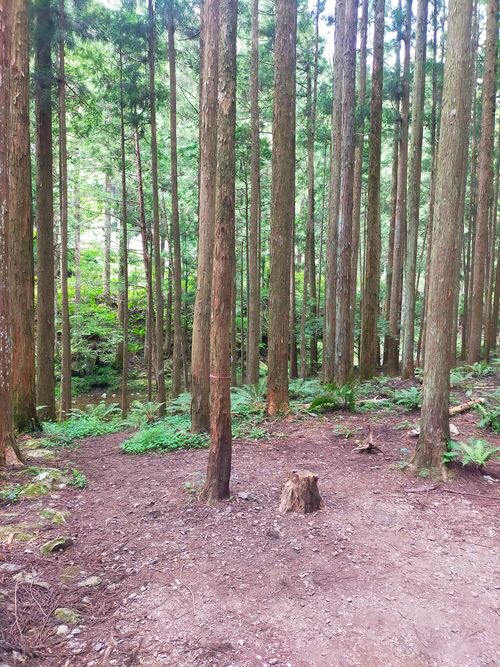 泉の森 避暑地 泉の森オートキャンプ場 小広荘 ソロキャンプ 区画サイト おっとまんSさんのキャンプブログ CAMPiii(キャンピー) -キャンプ専用SNS キャンプのすべてがここに集まる-