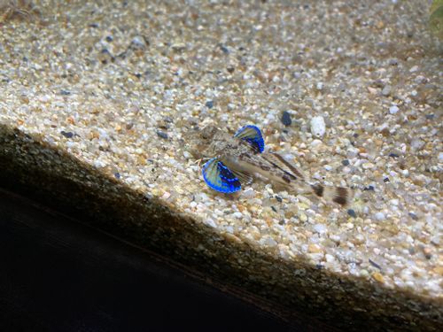 🌴またまた瀬戸内のハワイ🌴 陸奥記念館 ファミリーキャンプ 区画サイト masaさんのキャンプブログ CAMPiii（キャンピー） -キャンプ専用SNS キャンプのすべてがここに集まる-