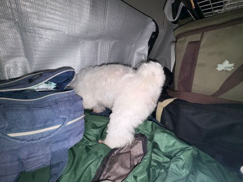 第86話　2泊3日で山梨に遊びにいく！これは惚気記事じゃなく、ちゃんとしたキャンプ記事です(多分) 四尾連湖 龍雲荘キャンプ場 ソロキャンプ グループキャンプ 区画サイト ちろ犬さんのキャンプブログ CAMPiii（キャンピー） -キャンプ専用SNS キャンプのすべてがここに集まる-