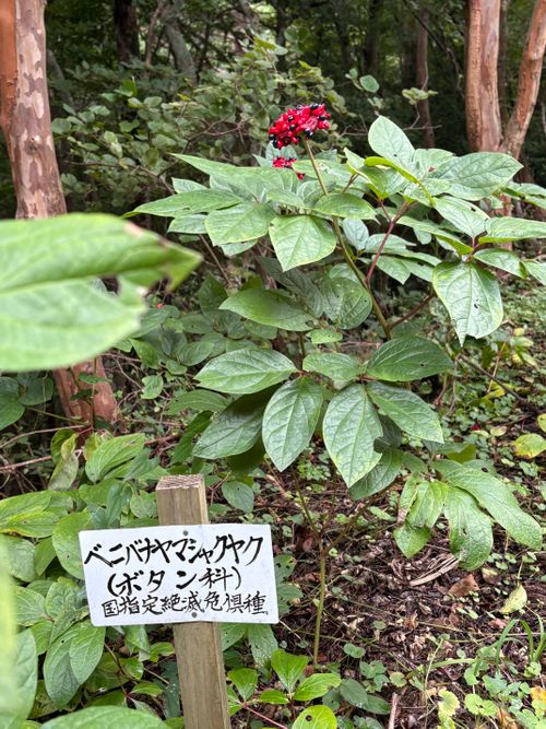 gakujin no mori🏔️ 四国山岳植物園岳人の森キャンプ場 ファミリーキャンプ オートサイト camping roll♪さんのキャンプブログ CAMPiii（キャンピー） -キャンプ専用SNS キャンプのすべてがここに集まる-