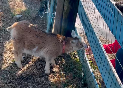 2025年締めキャンプ。ヤギと猫と魚と人生最高峰への決意。 ホシアカリ 波うち グループキャンプ 区画サイト NATSUさんのキャンプブログ CAMPiii（キャンピー） -キャンプ専用SNS キャンプのすべてがここに集まる-