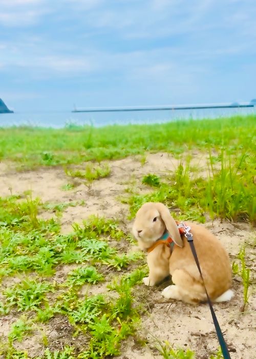 癒しの絶景キャンプを求めて…⛺️ リトライおじうさキャン△ in 阿川ほうせんぐり海浜公園 〜 CAMP NO.154 阿川ほうせんぐり海浜公園 ソロキャンプ ファミリーキャンプ フリーサイト おじキャン△さんのキャンプブログ CAMPiii（キャンピー） -キャンプ専用SNS キャンプのすべてがここに集まる-