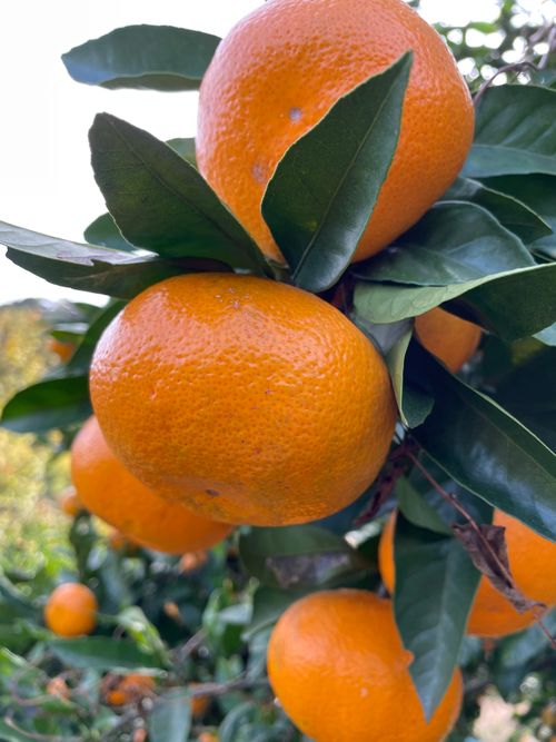 久しぶりのホーム GROVE camping hill ソロキャンプ ファミリーキャンプ グループキャンプ 区画サイト フリーサイト オートサイト ENJOY THE OUTDOORSさんのキャンプブログ CAMPiii（キャンピー） -キャンプ専用SNS キャンプのすべてがここに集まる-