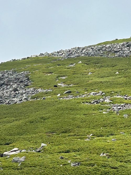 登山キャンプ⛰🏕 平湯キャンプ場 ソロキャンプ グループキャンプ 区画サイト Genさんのキャンプブログ CAMPiii（キャンピー） -キャンプ専用SNS キャンプのすべてがここに集まる-