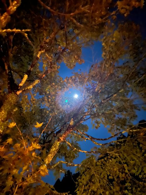 組合キャンプレク ソロキャンプ フリーサイト KABUTOさんのキャンプブログ CAMPiii（キャンピー） -キャンプ専用SNS キャンプのすべてがここに集まる-