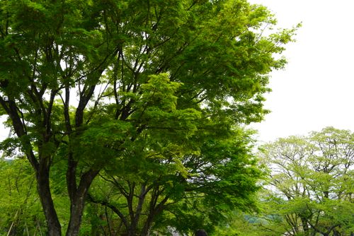 自然の魅力があふれっぱ 揖斐高原貝月リゾート ファミリーキャンプ オートサイト 区画サイト さおりさんのキャンプブログ CAMPiii（キャンピー） -キャンプ専用SNS キャンプのすべてがここに集まる-