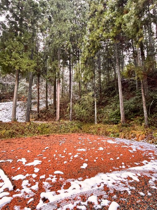 2025締めくくり。 ルポの森 ソロキャンプ 区画サイト あやぴーさんのキャンプブログ CAMPiii（キャンピー） -キャンプ専用SNS キャンプのすべてがここに集まる-