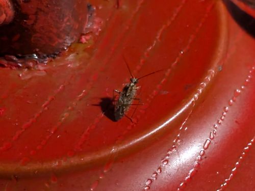 CAMPiii（キャンピー） ぞのさんさんのキャンプブログ やはり自然には勝てないよね〜 大阪府