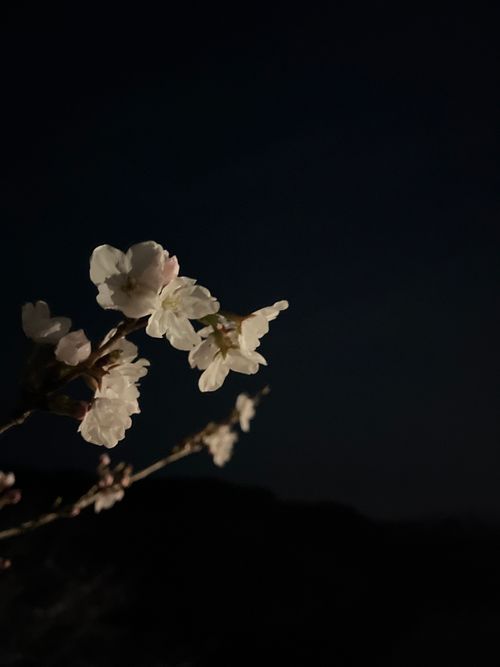 少し早いお花見キャンプ MOUNT LAKE ファミリーキャンプ 区画サイト オートサイト ヨスケサンバジャロさんのキャンプブログ CAMPiii（キャンピー） -キャンプ専用SNS キャンプのすべてがここに集まる-