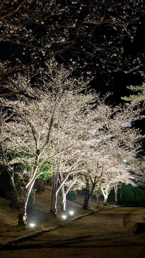 春の熊本でお花見ファミグル🌸🏕️🌸 ゆのまえグリーンパレス ファミリーキャンプ グループキャンプ 区画サイト オートサイト ヒゲキャンさんのキャンプブログ CAMPiii（キャンピー） -キャンプ専用SNS キャンプのすべてがここに集まる-