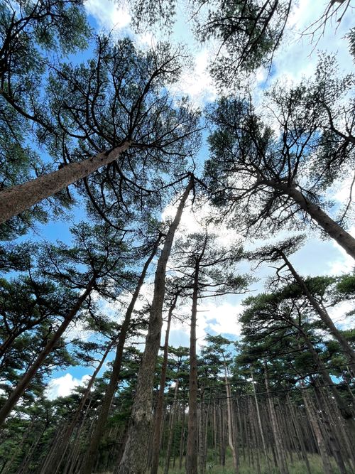 唐国登山キャンプ えびの高原 キャンプ村 ソロキャンプ フリーサイト Anomiさんのキャンプブログ CAMPiii（キャンピー） -キャンプ専用SNS キャンプのすべてがここに集まる-