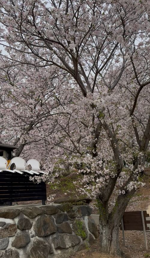 今年もなんとか行けた花見キャンプ🌸 草枕温泉てんすい ファミリーキャンプ フリーサイト Soraさんのキャンプブログ CAMPiii（キャンピー） -キャンプ専用SNS キャンプのすべてがここに集まる-