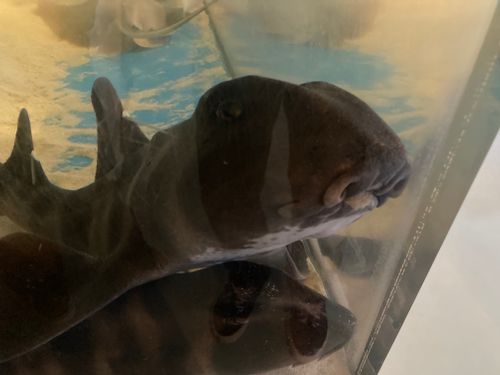 🌴またまた瀬戸内のハワイ🌴 陸奥記念館 ファミリーキャンプ 区画サイト masaさんのキャンプブログ CAMPiii（キャンピー） -キャンプ専用SNS キャンプのすべてがここに集まる-