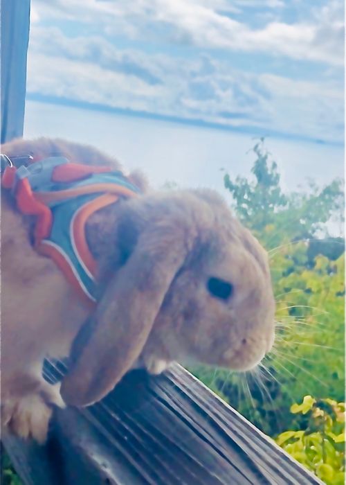 『キャンプは心の栄養よ❤️』お疲れのおじおばうさキャン△ in かじかじテラスCAMPFIELD 〜　CAMP NO.153 かじかじテラスcampfield ファミリーキャンプ グループキャンプ 区画サイト おじキャン△さんのキャンプブログ CAMPiii（キャンピー） -キャンプ専用SNS キャンプのすべてがここに集まる-