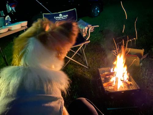 【過去の記録】人生初キャンプ 前森高原オートキャンプ場 ファミリーキャンプ オートサイト 範馬勇次郎さんのキャンプブログ CAMPiii（キャンピー） -キャンプ専用SNS キャンプのすべてがここに集まる-