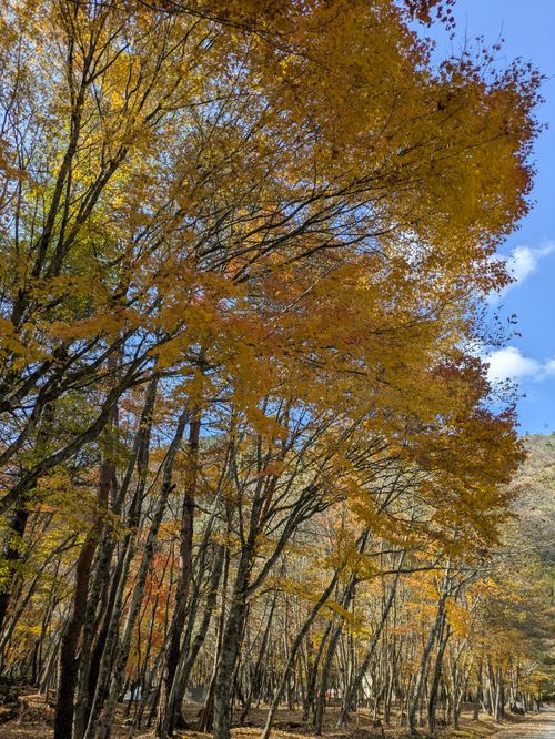 お久しぶりです キャンプ アカイケ ソロキャンプ フリーサイト アニさんのキャンプブログ CAMPiii（キャンピー） -キャンプ専用SNS キャンプのすべてがここに集まる-