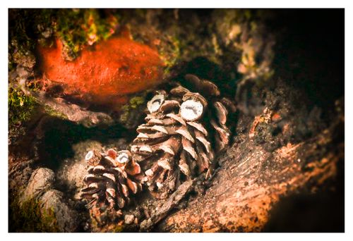 全国旅キャンプ第11弾は京都編 笠置キャンプ場 ソロキャンプ ファミリーキャンプ グループキャンプ フリーサイト ENJOY THE OUTDOORSさんのキャンプブログ CAMPiii（キャンピー） -キャンプ専用SNS キャンプのすべてがここに集まる-