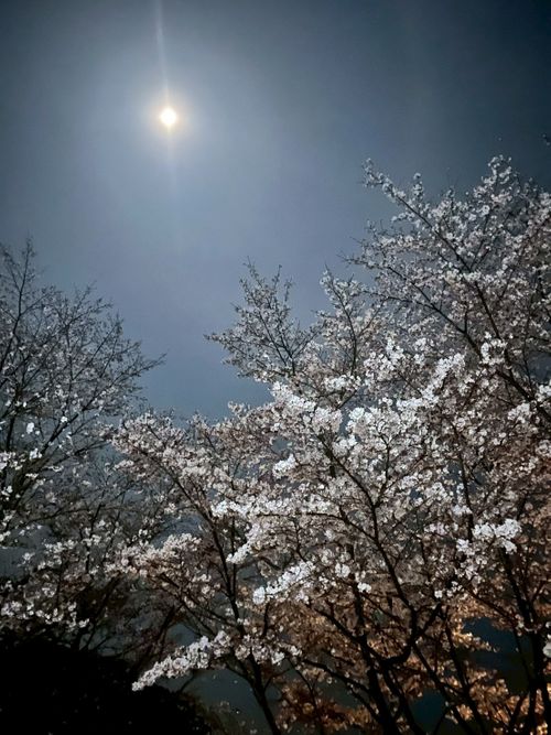 お花見キャンプでリフレッシュタイム♪ 小川の里オートキャンプ場 ソロキャンプ グループキャンプ フリーサイト オートサイト ちあさんのキャンプブログ CAMPiii（キャンピー） -キャンプ専用SNS キャンプのすべてがここに集まる-