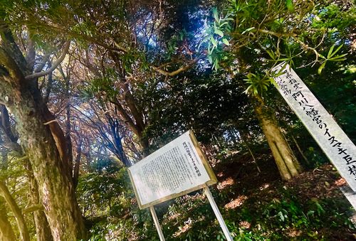 ひっさしぶりぶりの&hellip;完ソロおじキャン△ in 阿川ほうせんぐり海浜公園 〜 CAMP NO.189 阿川ほうせんぐり海浜公園 ソロキャンプ フリーサイト おじキャン△さんのキャンプブログ CAMPiii（キャンピー） -キャンプ専用SNS キャンプのすべてがここに集まる-