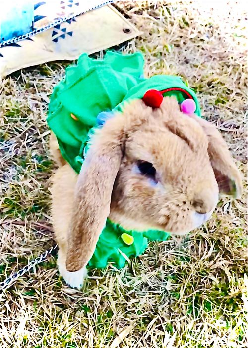 天国と地獄！？ 聖なる夜を愉しむおじおばうさキャン△ in グランヴェルデリゾート 〜 CAMP NO.168 GRAND VERDE RESORT ファミリーキャンプ グループキャンプ フリーサイト おじキャン△さんのキャンプブログ CAMPiii（キャンピー） -キャンプ専用SNS キャンプのすべてがここに集まる-