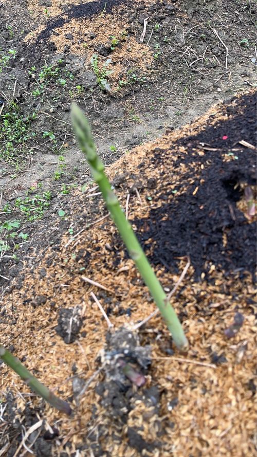 先客　満員御礼 ソロキャンプ かつ丼さんのキャンプブログ CAMPiii（キャンピー） -キャンプ専用SNS キャンプのすべてがここに集まる-