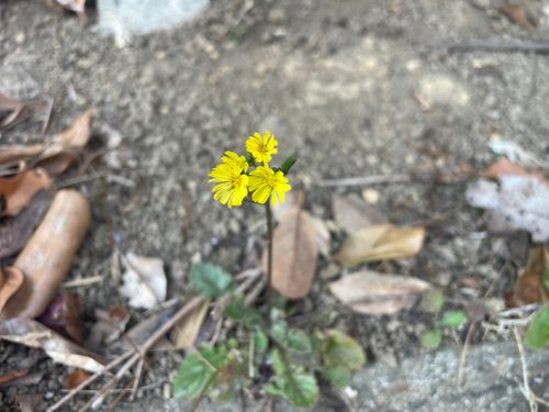 久しぶりのキャンプ🏕️ ファミリーキャンプ フリーサイト Shinさんのキャンプブログ CAMPiii（キャンピー） -キャンプ専用SNS キャンプのすべてがここに集まる-