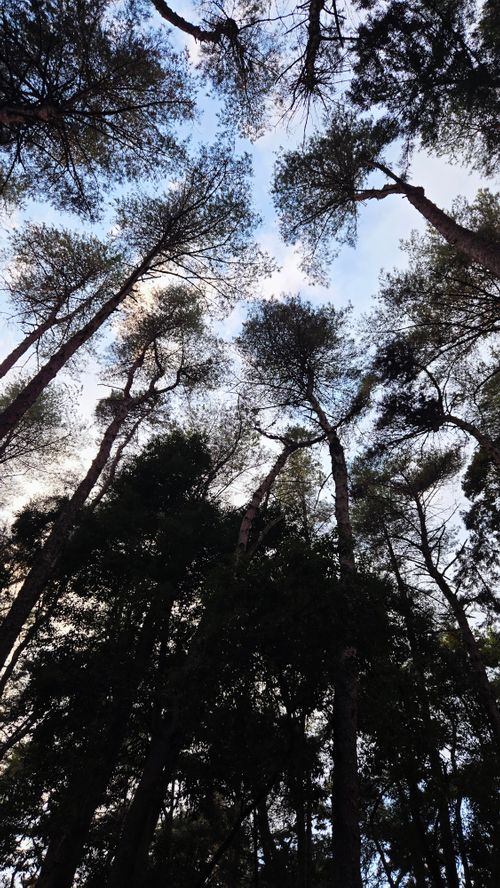 あけおめキャンプは雪でした ＆GREEN龍ケ崎キャンプ場 グループキャンプ フリーサイト ke-nさんのキャンプブログ CAMPiii（キャンピー） -キャンプ専用SNS キャンプのすべてがここに集まる-