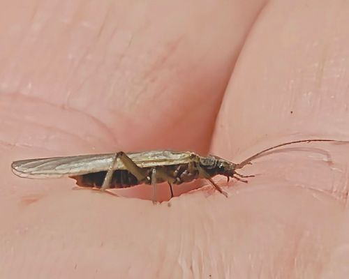 実験キャンプや。 大阪府 ソロキャンプ フリーサイト ぞのさんさんのキャンプブログ CAMPiii（キャンピー） -キャンプ専用SNS キャンプのすべてがここに集まる-