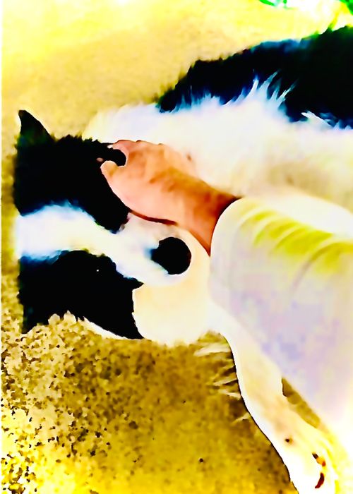 お初の長崎県⛺️絶景を求めおじうさキャン△ in 中瀬草原キャンプ場 〜 CAMP NO.162 中瀬草原キャンプ場 ソロキャンプ ファミリーキャンプ フリーサイト おじキャン△さんのキャンプブログ CAMPiii（キャンピー） -キャンプ専用SNS キャンプのすべてがここに集まる-