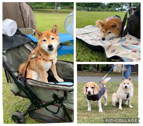 急に涼しい🤭　そんな日は､犬連れデイキャンプ⛺️  モリリン加瀬沼公園 グループキャンプ 区画サイト るぽこさんのキャンプブログ CAMPiii（キャンピー） -キャンプ専用SNS キャンプのすべてがここに集まる-