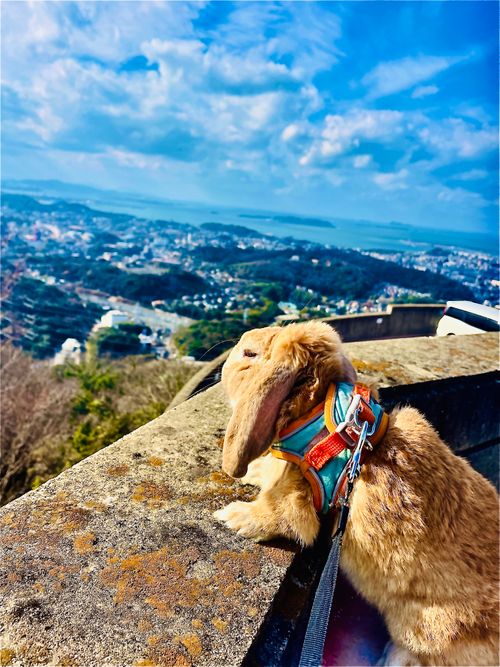 2025-2026 最初で最期の城跡エリア年越グルキャン△ in 下関市串崎城跡 〜 CAMP NO.169 関見台公園 ソロキャンプ ファミリーキャンプ グループキャンプ 区画サイト おじキャン△さんのキャンプブログ CAMPiii（キャンピー） -キャンプ専用SNS キャンプのすべてがここに集まる-